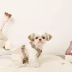 ボアハーネス+リードSET【名入れ刺繍対応】 - Image 6