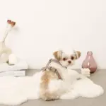 ボアハーネス+リードSET【名入れ刺繍対応】 - Image 9