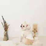 フード付きキルティングダウンライクハーネス+リードSET【名入れ刺繍対応】 - Image 8