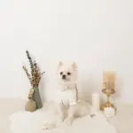 フード付きキルティングダウンライクハーネス+リードSET【名入れ刺繍対応】 - Image 9