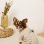 星柄キルティングロンパースハーネス - Image 6