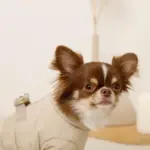 星柄キルティングロンパースハーネス - Image 7