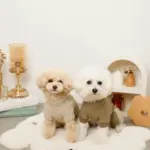 星柄キルティングロンパースハーネス - Image 10