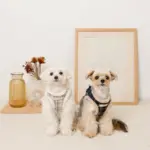 チェック柄ボアハーネス+リードSET【名入れ刺繍対応】 - Image 5