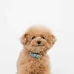 シュリンクレザーハートバックルカラー - Image 7