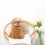 アニマル柄カラー＋リードSET【名入れ彫刻対応】 - Image 2