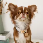 ギンガムチェックいちごフラワーチャームカラー+リードSET【名入れ彫刻対応】 - Image 2