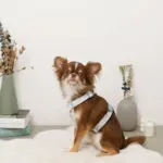 ギンガムチェックいちごハーネス - Image 4