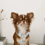 ギンガムチェックいちごハーネス - Image 6