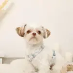 ギンガムチェックいちごハーネス - Image 7