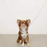 ギンガムチェックいちごハーネス - Image 10