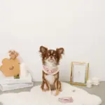 キルティングボアレースハーネス+リードSET【名入れ刺繍対応】 - Image 7