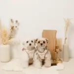 ボアハート刺繍ハーネス＋リードSET【名入れ刺繍対応】 - Image 5