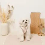 ボアハート刺繍ハーネス＋リードSET【名入れ刺繍対応】 - Image 7