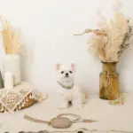 フェイクレザーメッシュMIXカラー＋リードSET - Image 3