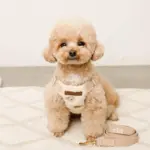 くまさん刺繍ボアハーネス+リードSET【名入れ刺繍対応】 - Image 10