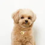 ハートチャームレザーカラー【名入れ彫刻対応】 - Image 6