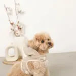 耳付きフードボアハーネス - Image 4