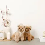 耳付きフードボアハーネス - Image 8