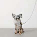 レザーリード - Image 5