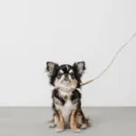 レザーリード - Image 7