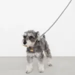 レザーリード - Image 10