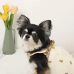 ミックスカラー反射ハーネス - Image 8