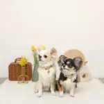 ミックスカラー反射カラー【名入れ彫刻対応】 - Image 7