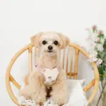 冷感いちご柄ハーネス+リードSET【名入れ刺繍対応】 - Image 5