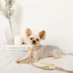 フラワーパラコードリード - Image 2