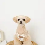 くまさんハーネス - Image 4