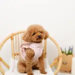 ショルダーフリルハーネス＋リードSET【名入れ刺繍対応】 - Image 10