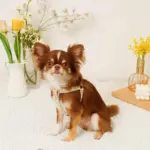 反射フラワー刺繍ハーネス+リードSET【名入れ刺繍対応】 - Image 7