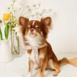 反射フラワー刺繍ハーネス+リードSET【名入れ刺繍対応】 - Image 9