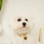 フラワーチャーム刺繍カラー+リードSET【名入れ彫刻対応】 - Image 10