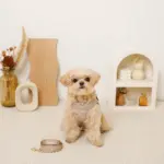 リボン刺繍フリルキルティングハーネス+リードSET【名入れ刺繍対応】 - Image 5