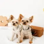 リボン刺繍フリルキルティングハーネス+リードSET【名入れ刺繍対応】 - Image 6