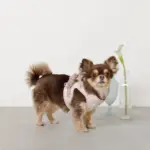 冷感アイスクリーム柄ハーネス+リードSET【名入れ刺繍対応】 - Image 7