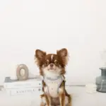 冷感アイスクリーム柄ハーネス+リードSET【名入れ刺繍対応】 - Image 8