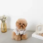 撥水バイカラーハーネス+リードSET【名入れ刺繍対応】 - Image 6