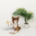 冷感マリン柄刺繍ハーネス+リードSET【名入れ刺繍対応】 - Image 5