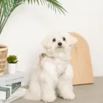 冷感マリン柄刺繍ハーネス+リードSET【名入れ刺繍対応】 - Image 7