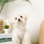 冷感マリン柄刺繍ハーネス+リードSET【名入れ刺繍対応】 - Image 8