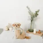 冷感マーガレット柄ハーネス+リードSET【名入れ刺繍対応】【保冷剤付き】 - Image 8