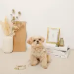 さくらんぼ刺繍ハーネス+リードSET【名入れ刺繍対応】 - Image 4