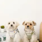 恐竜柄刺繍ハーネス+リードSET【名入れ刺繍対応】 - Image 6