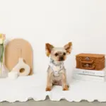 恐竜柄刺繍ハーネス+リードSET【名入れ刺繍対応】 - Image 10