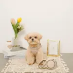 おさんぽロングリード5m - Image 2