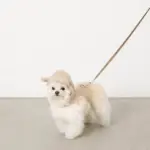 おさんぽロングリード5m - Image 3