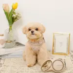 おさんぽロングリード5m - Image 5